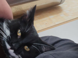 Mix breed bombay 6 mnths old kitty