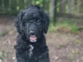 Cockapoo Puppies