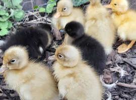 Beautiful indian runner ducklings