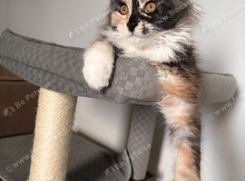 Rehoming