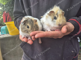 2 beautiful females ready now