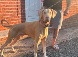 WOW /// ICE TEA pink Doberman