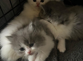 Pet care and sitting