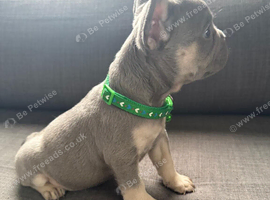 Male French bulldog puppies