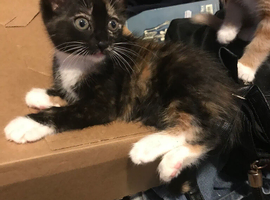 4 gorgeous kittens available now