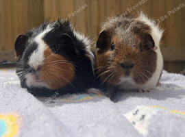 Pair of beautiful girls in need of a new home