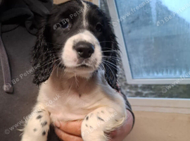 Sprocker pups for sale