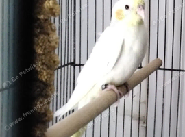 Male Cockatiel