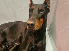 Kc registered doberman puppies