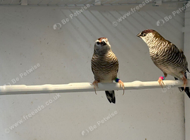 Breeding pair of cherry finches