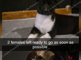 Ready to go Huskitas