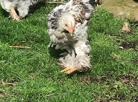 Brahma boys mottled, white, golden & mix