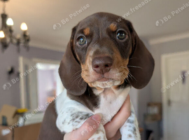 Miniature dachshund puppies KC registered