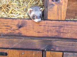 Ferrets