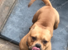 Male pocket bully