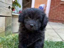 Adorable Doxiepoo x Pomeranian Puppies