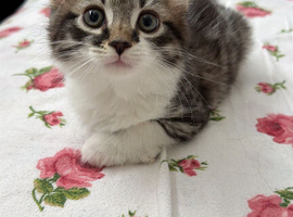 Gorgeous Kitten for sale