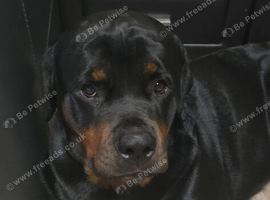 STUNNING LARGE ROTTWEILER PUPPIES - 2 BOYS AVAILABLE