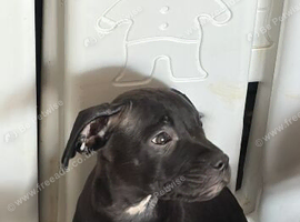 Stunning girl staff x cane corso