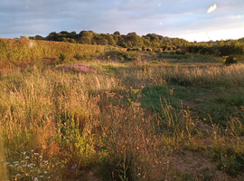 Acre paddock and single stable.