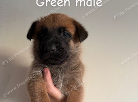 Belgian Malinois