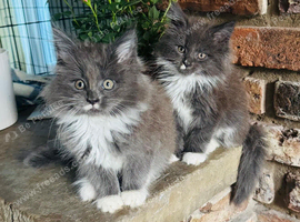 2 Maine Coon Kittens&rsquo;s available