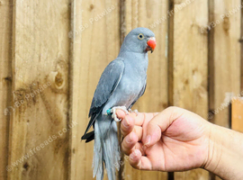Ring neck parrot