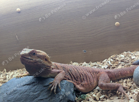 Red bearded dragon with full setup