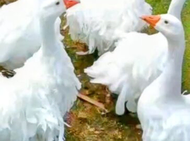 RARE SEBASTOPOL goslings