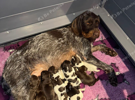 Kc reg german wirehaired pointer puppies for sale