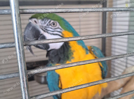 Blue gold male macaw