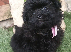 Beautiful pomapoo female puppies.
