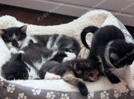2 kittens .