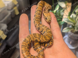 Hypo false water cobras