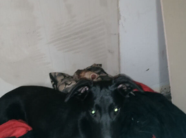Lurcher milo