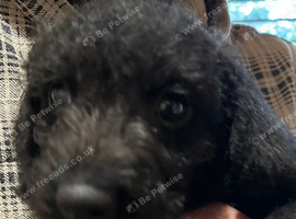 Bedlington x Wirehaired Daxi