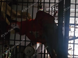 Male scarlet macaw
