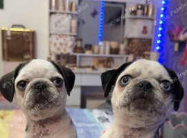 Two beautiful panda pug girls