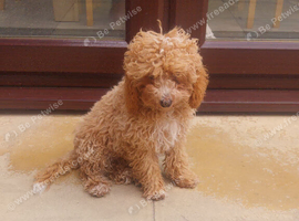 F1b cockapoo