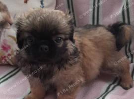 Pekingese  cross  yorkie poo