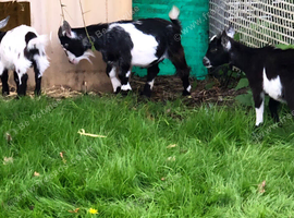 Pygmy Goats