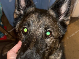 male neutered german shepard