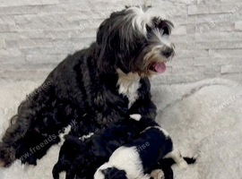 Fab️ F1 Ttoodles Tibetan terrier x Miniature poodle