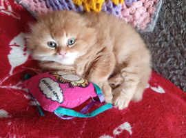 Scottish fold ginger long hair female