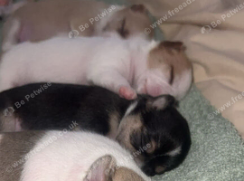 Chihuahua puppies for sale