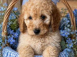 Stunning miniature poodles