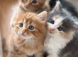 Maine coon x ragdoll x fluffy longhaired kittens