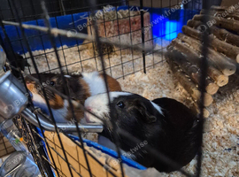 Guinea pig