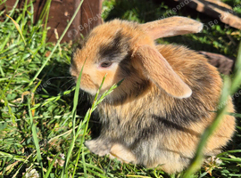 baby bunnies