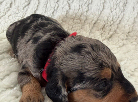 Miniature Doxiepoos